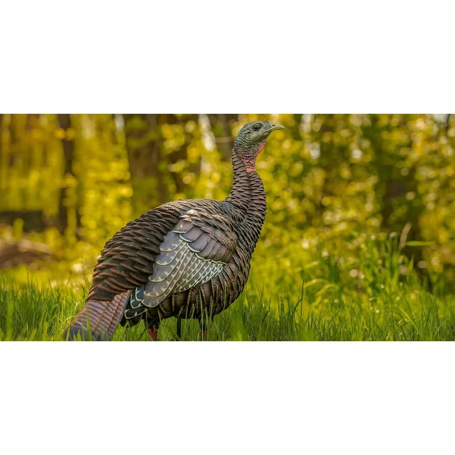 Avian-X HDR Hen Turkey Decoy Durable Realistic Lifelike Standing Hunting Decoy with 2 Removable Heads Carry Bag and Integrated