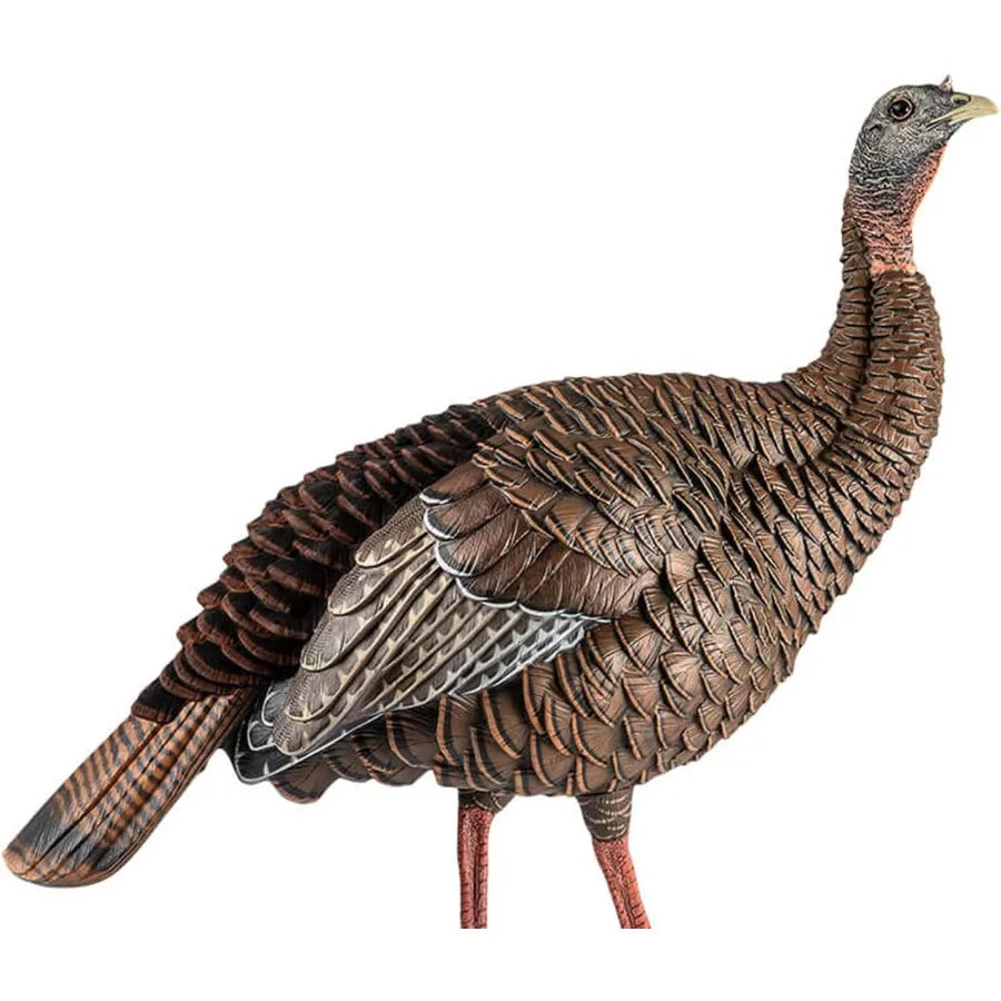 Avian-X HDR Hen Turkey Decoy Durable Realistic Lifelike Standing Hunting Decoy with 2 Removable Heads Carry Bag and Integrated
