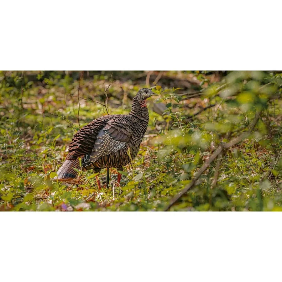 Avian-X HDR Hen Turkey Decoy Durable Realistic Lifelike Standing Hunting Decoy with 2 Removable Heads Carry Bag and Integrated